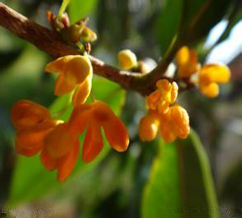 薄荷油、桂花…香氣也能防病