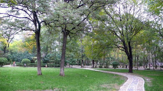 聊城公園：山色湖水更美啦 城區(qū)道路、景點綠化提升中