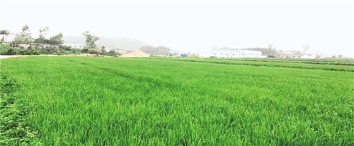 用基因技術(shù)設(shè)計(jì)“未來(lái)水稻”