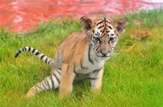 聊城動物園國慶迎來小老虎，萌態(tài)十足等你過來撩