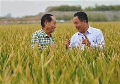 超級(jí)雜交水稻畝產(chǎn)破世界紀(jì)錄 種植前需做哪些工作？