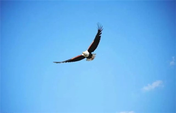 中國(guó)最新隱身無人機(jī)已首飛成功 可長(zhǎng)航時(shí)飛行