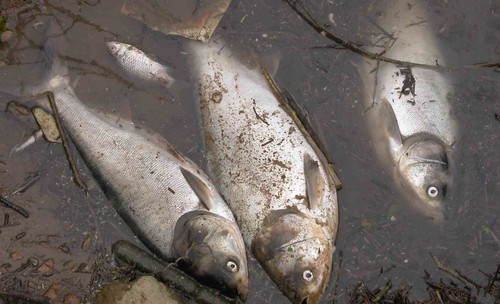 兩個月內第三次！澳魚類大規(guī)模死亡，系生態(tài)災難？