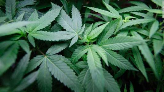 美國(guó)伊利諾伊州宣布成人用大麻合法化