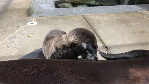 超萌！美動(dòng)物園迎新生命：小熊貓、海獅寶寶誕生(圖)