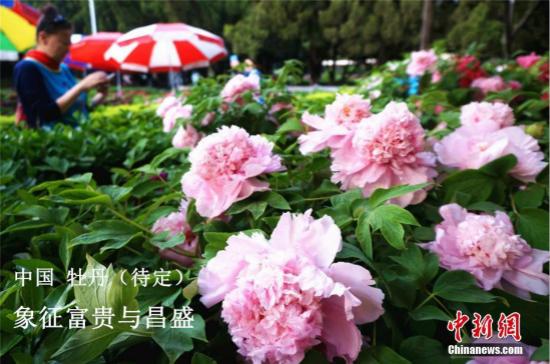 萬花叢中過，獨愛這一枝：你想知道的各國國花選美都在這！