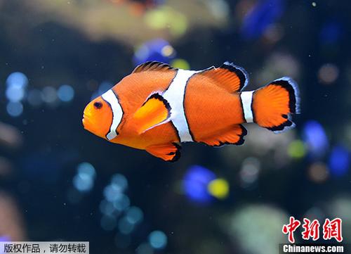 地球暖化加劇 科學家：可愛小丑魚恐在海洋中消失