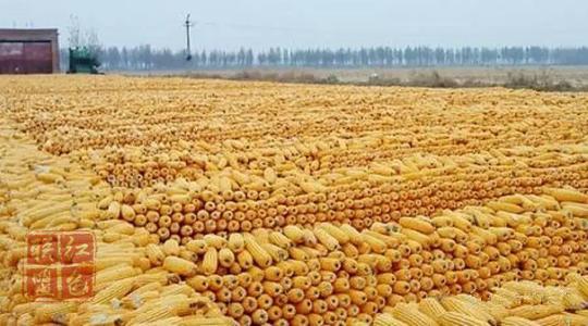 推動(dòng)糧食市場化收購要把標(biāo)準(zhǔn)、價(jià)格、質(zhì)量公開