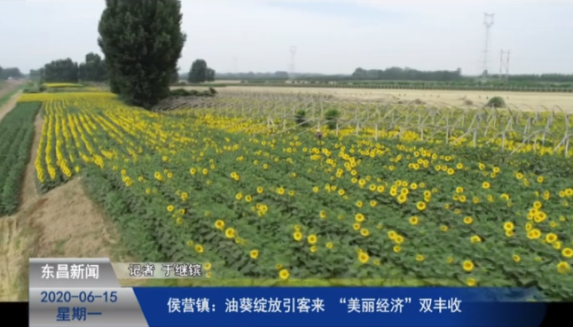 侯營(yíng)鎮(zhèn)：油葵綻放引客來(lái)  “美麗經(jīng)濟(jì)”雙豐收