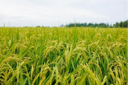我國早稻實現(xiàn)增產今年總產量達2729萬噸 同比增長3.9%