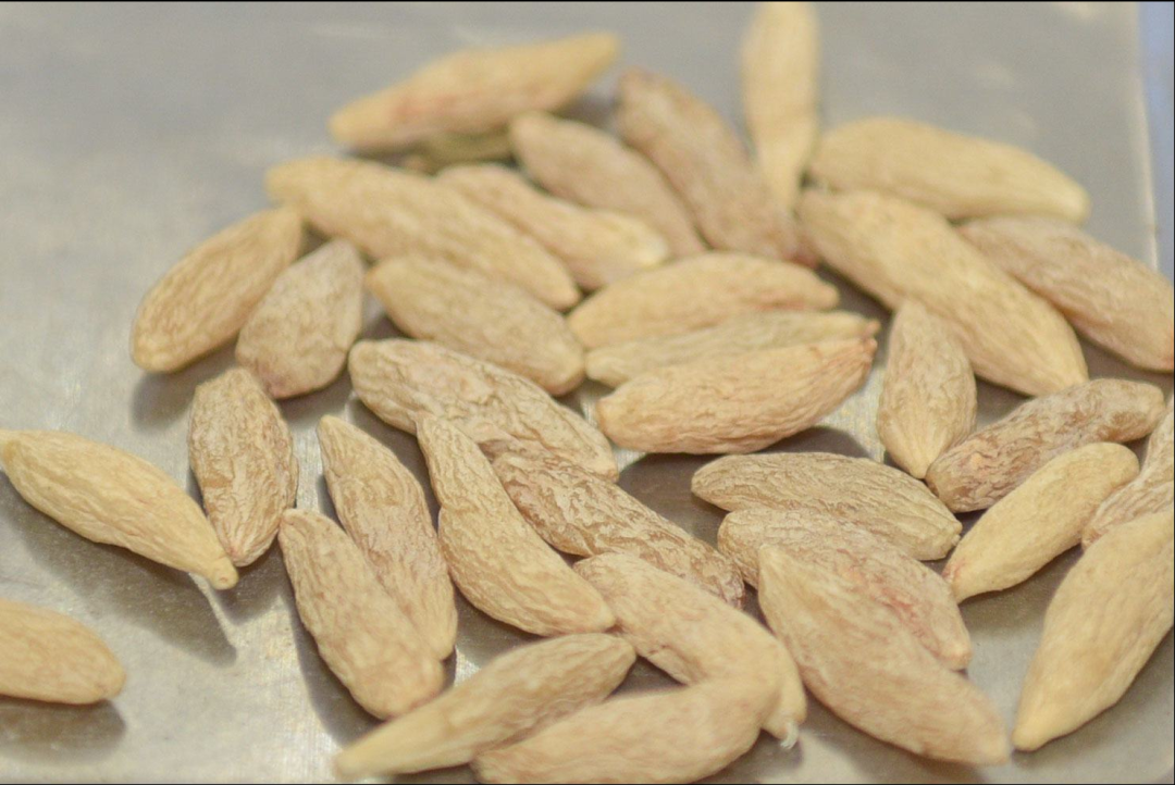 入秋之后一聲咳，潤(rùn)肺止咳的五大常用中藥，每種對(duì)癥不一樣！