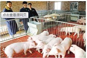 大學(xué)畢業(yè)后你會選擇去養(yǎng)豬嗎？研究生年薪18萬元起