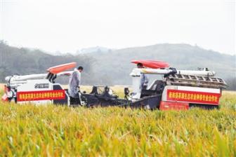 超級雜交水稻： 跨越育種“禁區(qū)”，讓中國碗盛滿中國糧