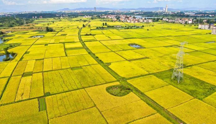 農(nóng)業(yè)農(nóng)村部：堅(jiān)決守住全年糧食和農(nóng)業(yè)豐收基本盤