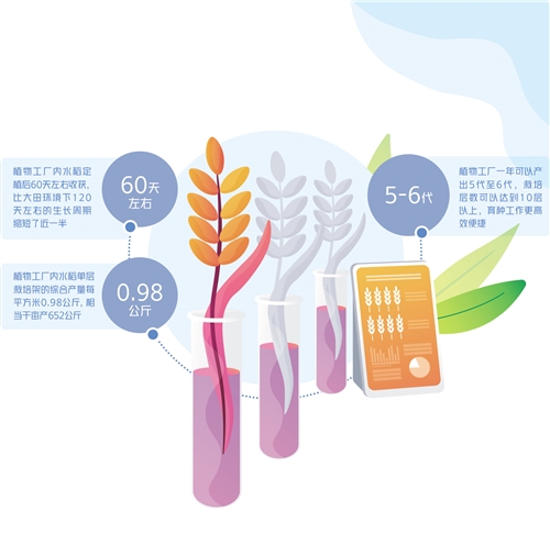 水稻一年長6茬！香不?