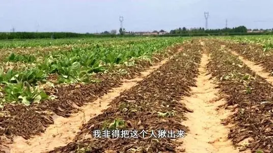 今年全國農業(yè)災情比往年總體偏輕 河南因災絕收地塊約一半完成改種補種