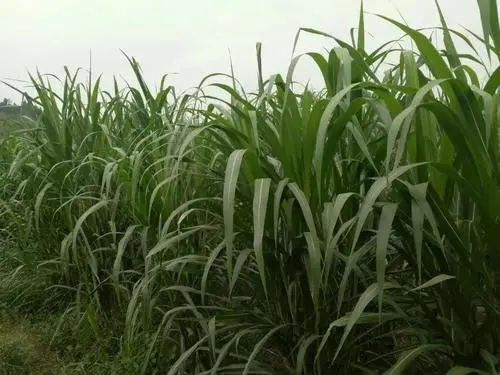 種植面積穩(wěn)中有增，預(yù)計(jì)超12.9億畝 今年秋糧豐收基礎(chǔ)好