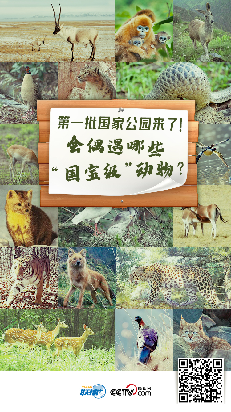 我們的共同家園｜第一批國家公園來了！會偶遇哪些“國寶級”動物？