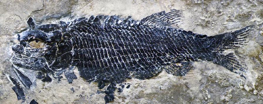 亞洲首次！云南發(fā)現(xiàn)一種2.44億年前的“稀有”魚類