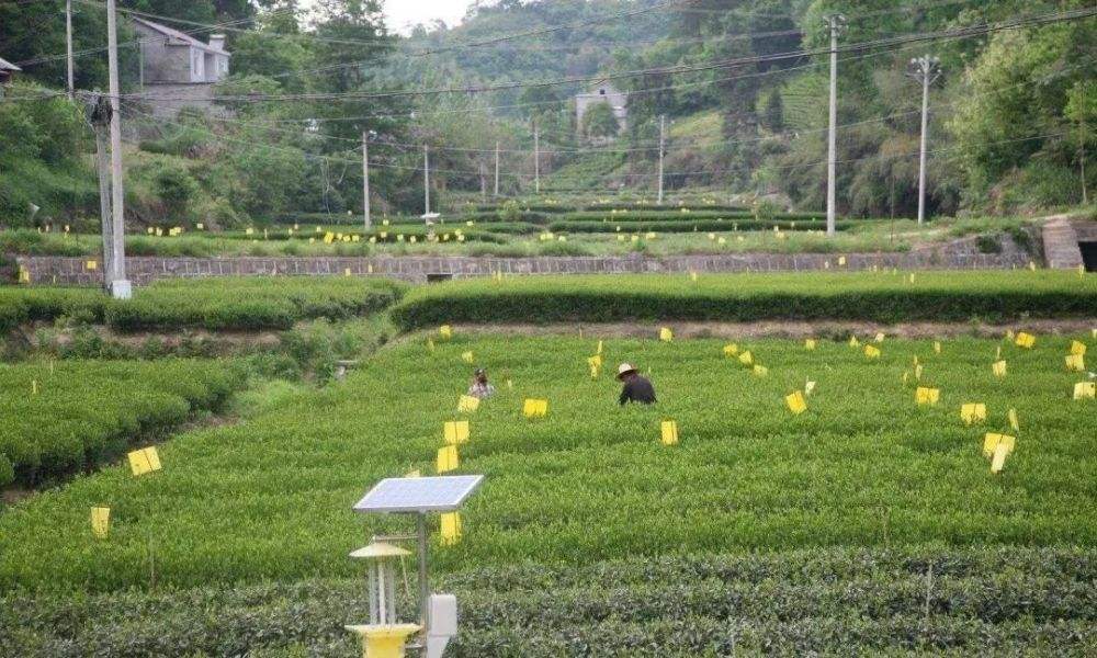 2022年重大病蟲害呈重發(fā)態(tài)勢(shì) “蟲口奪糧”須做好哪些事？