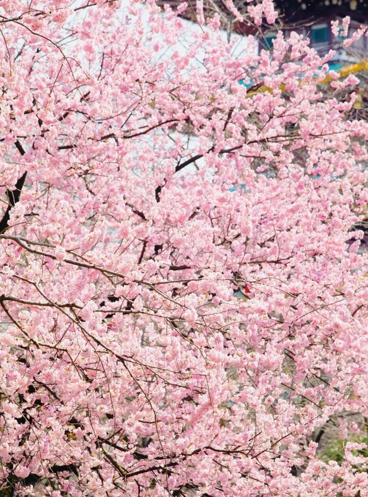 “真的想邀請總書記來看一下武漢的櫻花”