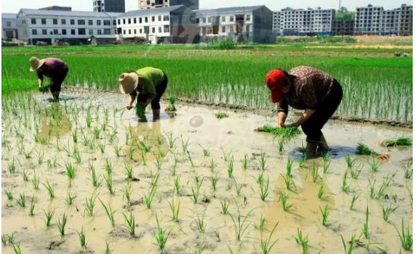 人民網(wǎng)評(píng)：回答好“誰來做農(nóng)民”，要做好“三篇文章”