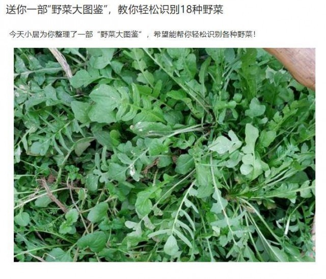 封控小區(qū)里挖野菜？專家提醒：有安全風(fēng)險(xiǎn)！