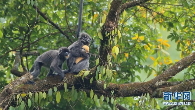 生意盎然！當(dāng)野生動物“小精靈”遇上春日云南