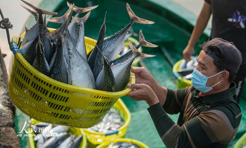 海南瓊海：春光好 魚滿艙