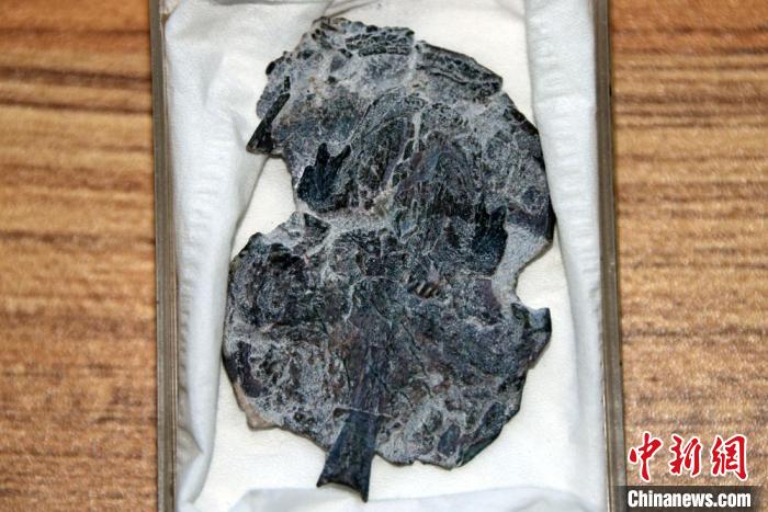 這條3.9億年前的肺魚為何“吃軟不吃硬”？