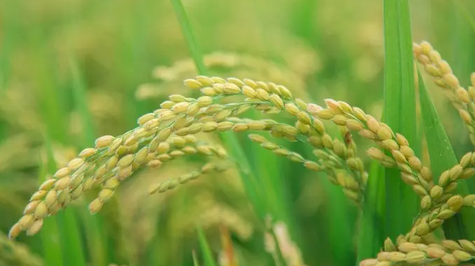 新華全媒+丨我國科學(xué)家揭示突破水稻產(chǎn)量瓶頸新機(jī)制