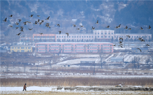 奮進(jìn)新征程 建功新時(shí)代·大美邊疆丨吉林琿春：擦亮候鳥遷徙的“星級(jí)驛站”