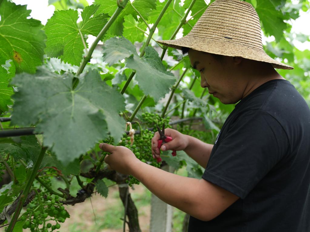 奮進新征程 建功新時代·我們的新時代丨秦嶺腳下，“95后”新農(nóng)人播撒新希望