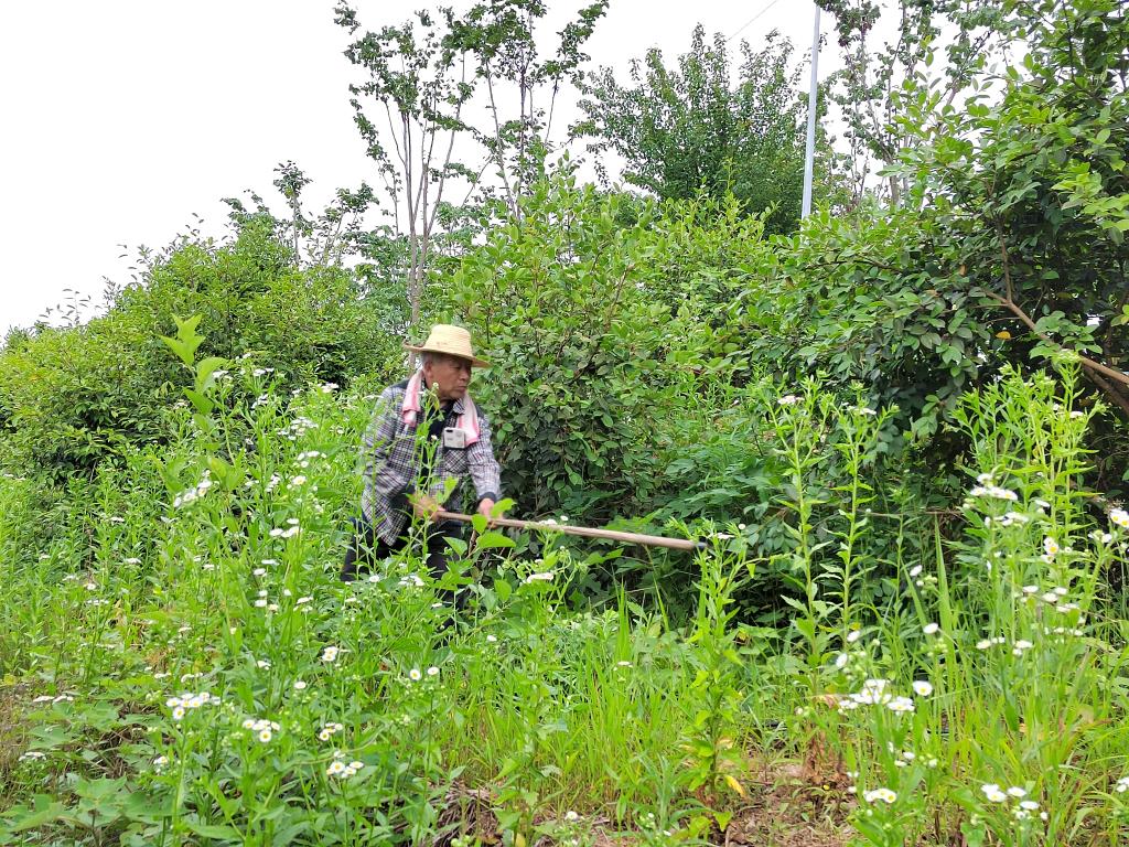 奮進新征程 建功新時代·老區(qū)新貌｜河南省光山縣：油茶富民路越走越寬
