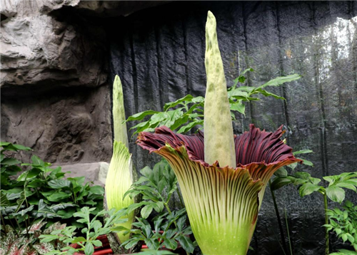 新華全媒+丨神奇植物又開花！揭秘國(guó)家植物園“吉祥三寶”