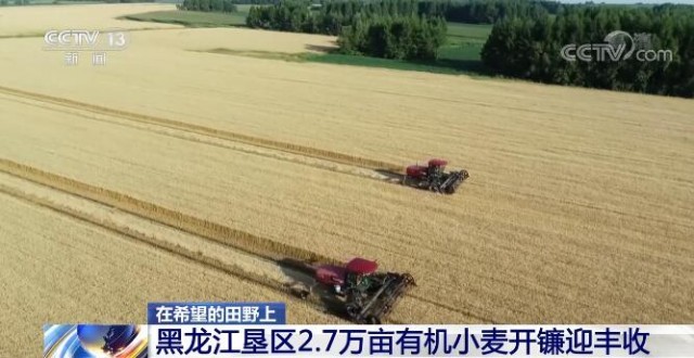 在希望的田野上 | 黑龍江墾區(qū)2.7萬畝有機小麥開鐮迎豐收