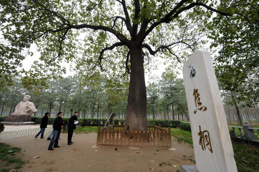 焦桐，活在人們心中的樹