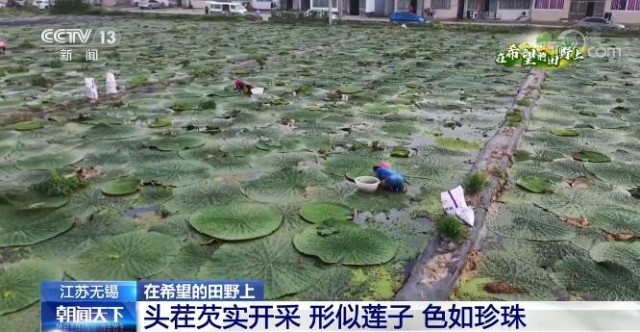 在希望的田野上 | 江蘇無錫：形似蓮子色如珍珠 頭茬芡實開采