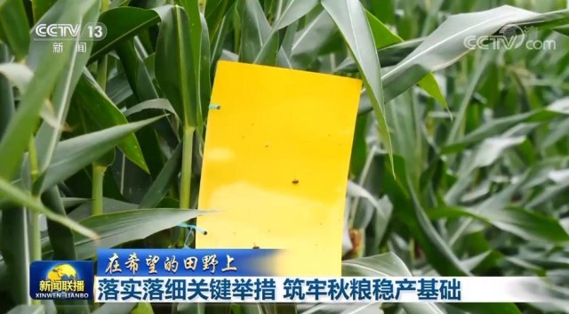 【在希望的田野上】落實落細關鍵舉措 筑牢秋糧穩(wěn)產基礎