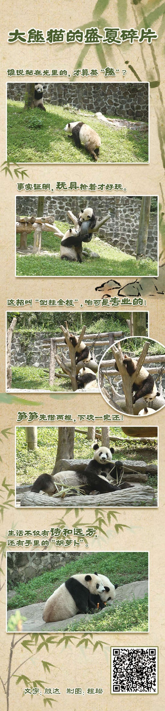 大熊貓的盛夏碎片