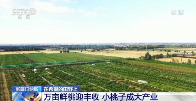 在希望的田野上 | 萬畝鮮桃迎豐收 小桃子“變身”大產業(yè)