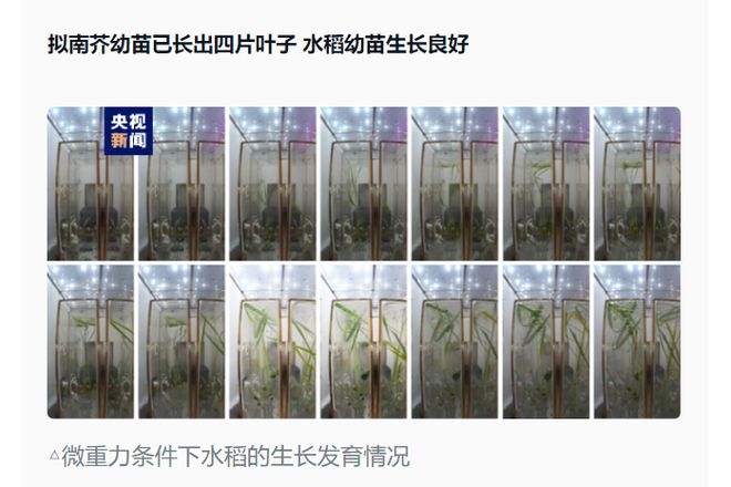 我國空間站問天實驗艙高等植物培養(yǎng)實驗最新進展——擬南芥和水稻種子成功萌發(fā)