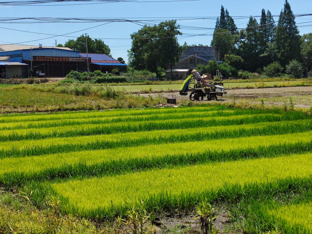 湖南雜交水稻研究中心“三一工程”示范基地見聞