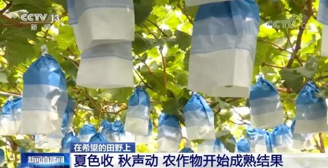 在希望的田野上 | 夏色收 秋聲動 農作物開始成熟結果
