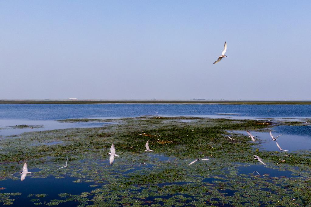 還湖于鳥之后 2萬只夏候鳥在沉湖濕地筑巢