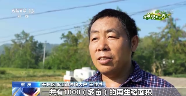 豐收好景象！稻浪滾滾、高粱飽滿、瓜果飄香......