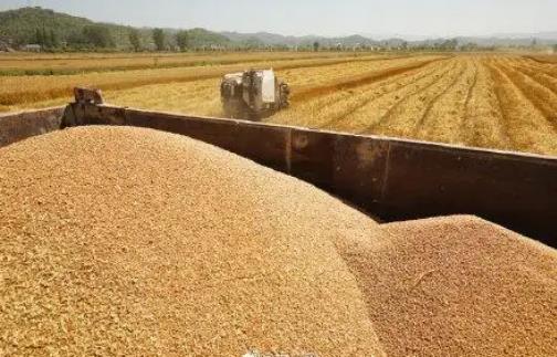 主產區(qū)各類糧食企業(yè)累計收購小麥5030萬噸