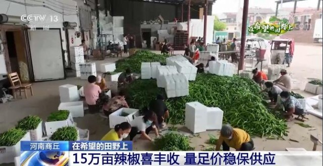 在希望的田野上 | 河南商丘15萬畝辣椒喜豐收 多措并舉保供應