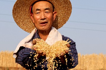 農業(yè)農村部：全國秋糧進入產量形成關鍵期 大部分地區(qū)長勢好于上年