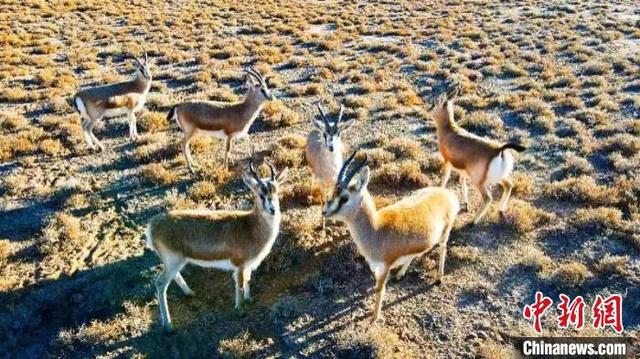 各地生態(tài)環(huán)境持續(xù)恢復(fù) 野生動物頻“出鏡”